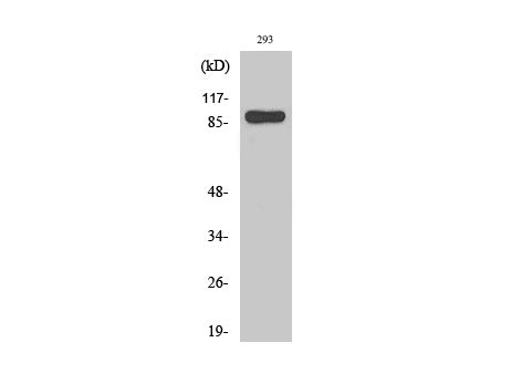 STAT1 Polyclonal Antibody Host Rabbit