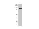 STAT1 Polyclonal Antibody Host Rabbit