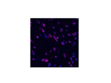 STAT3 Polyclonal Antibody Host Rabbit