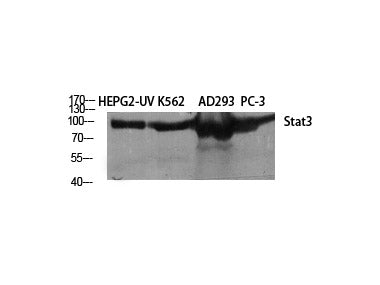 STAT3 Polyclonal Antibody Host Rabbit