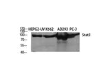 STAT3 Polyclonal Antibody Host Rabbit