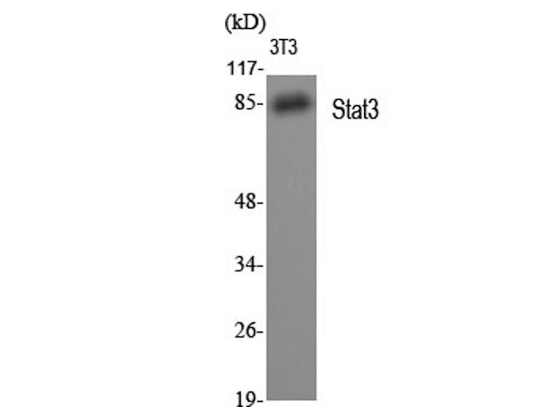 STAT3 Polyclonal Antibody Host Rabbit