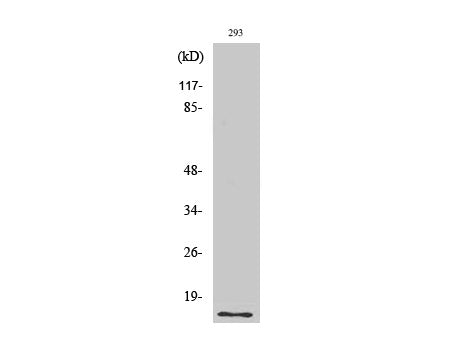 SUMO1 Polyclonal Antibody Host Rabbit