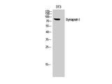 SYN1 Polyclonal Antibody Host Rabbit