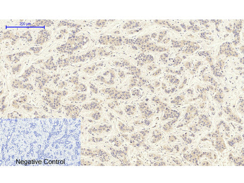 TGFB1 Polyclonal Antibody Host Rabbit