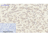 TGFB1 Polyclonal Antibody Host Rabbit