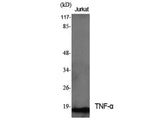 TNF alpha Polyclonal Antibody Host Rabbit
