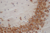 WNT1 Polyclonal Antibody Host Rabbit