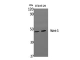 WNT1 Polyclonal Antibody Host Rabbit
