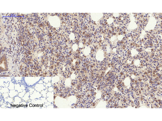 YAP1 Polyclonal Antibody Host Rabbit