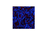 YAP1 Polyclonal Antibody Host Rabbit