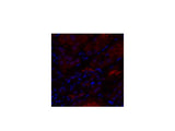 IL8 Polyclonal Antibody Host Rabbit