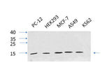IL8 Polyclonal Antibody Host Rabbit