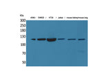 CD133 Polyclonal Antibody Host Rabbit