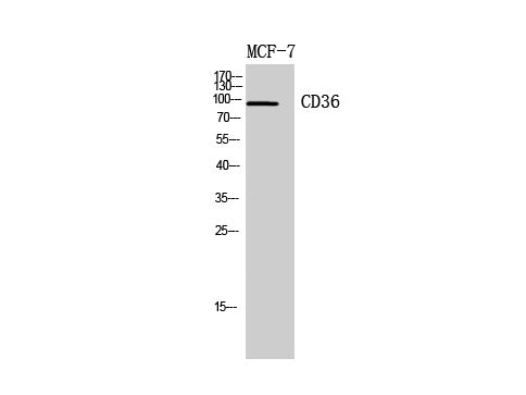 CD36 Polyclonal Antibody Host Rabbit