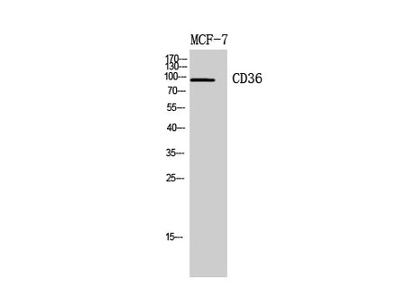 CD36 Polyclonal Antibody Host Rabbit