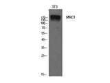 CD206 Polyclonal Antibody
