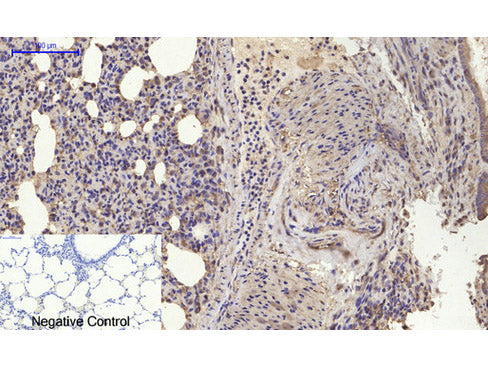 BMP2 Polyclonal Antibody Host Rabbit