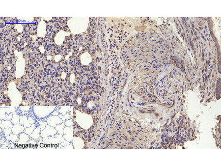 BMP2 Polyclonal Antibody Host Rabbit