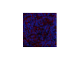 BMP2 Polyclonal Antibody Host Rabbit