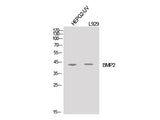 BMP2 Polyclonal Antibody Host Rabbit