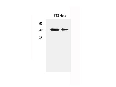 α-SMA Polyclonal Antibody