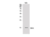 SNCA Polyclonal Antibody Host Rabbit