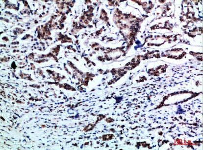 SNCA Polyclonal Antibody Host Rabbit