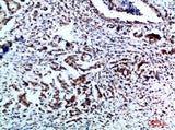 SNCA Polyclonal Antibody Host Rabbit