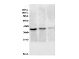 AIMP2 Polyclonal Antibody Host Rabbit