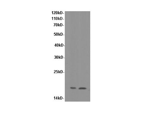 SOD1 Polyclonal Antibody