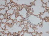 CD244 Polyclonal Antibody Reactivity Rat