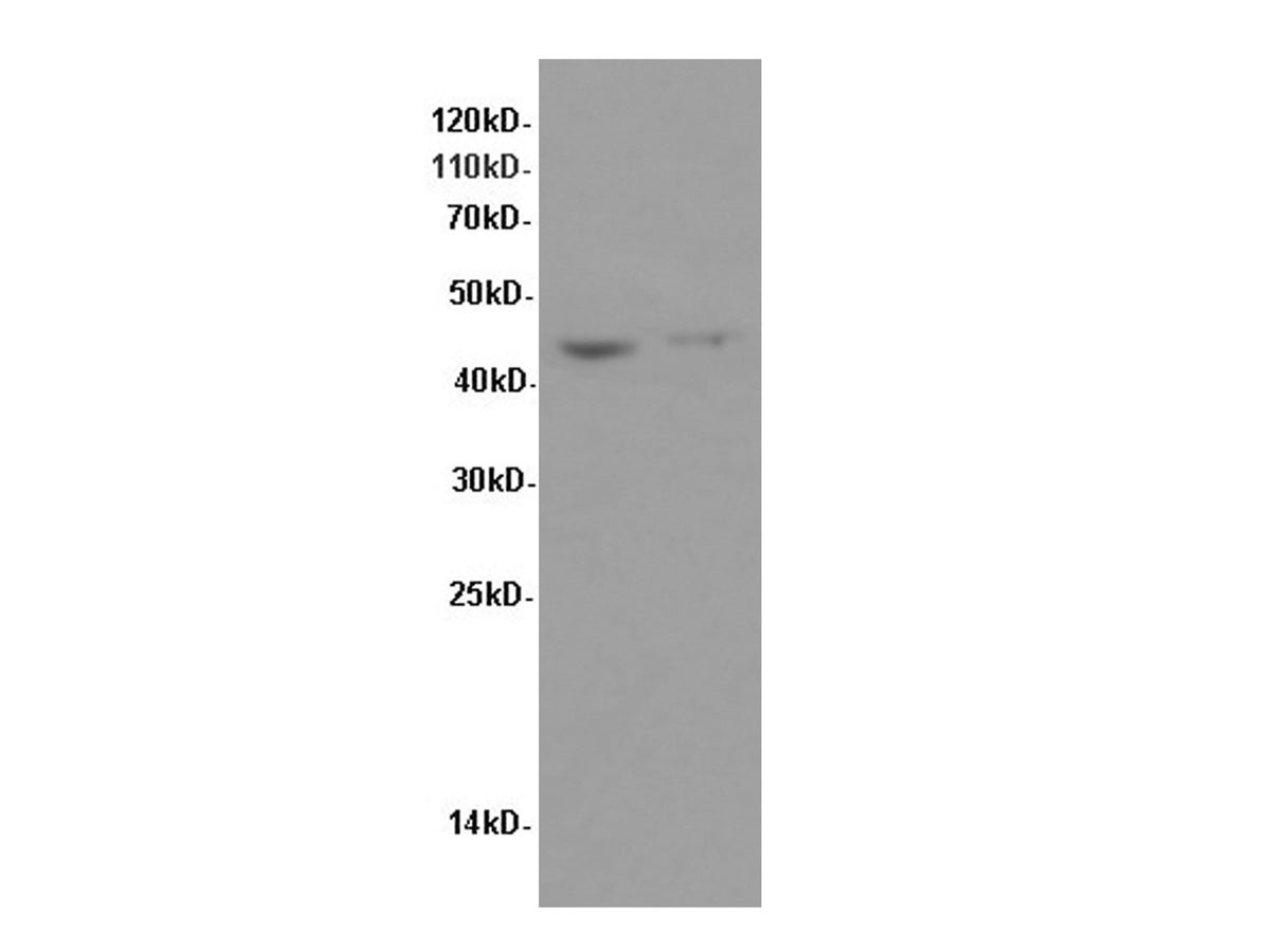 FAS Polyclonal Antibody Reactivity Human