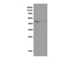 FAS Polyclonal Antibody Reactivity Human
