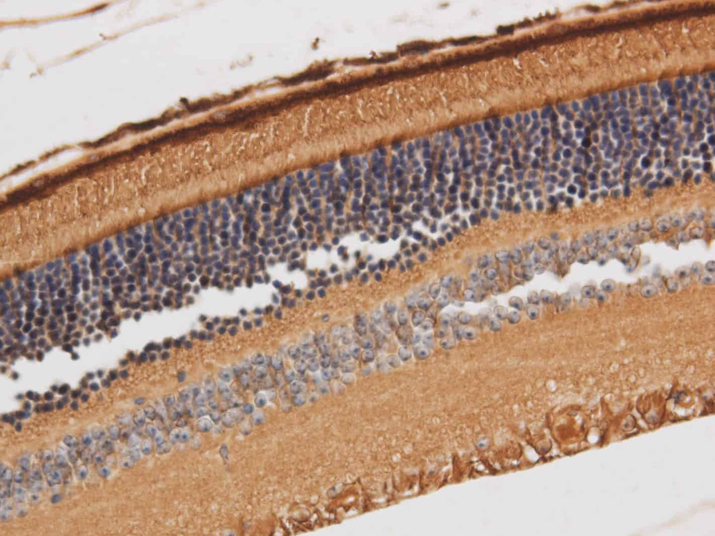 RBP3 Polyclonal Antibody Reactivity Mouse