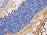 RBP3 Polyclonal Antibody Reactivity Mouse