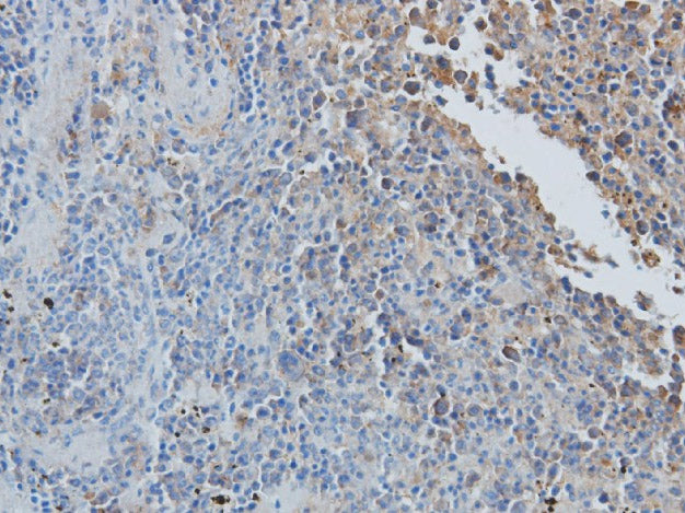 CCL7 Polyclonal Antibody Reactivity Rat