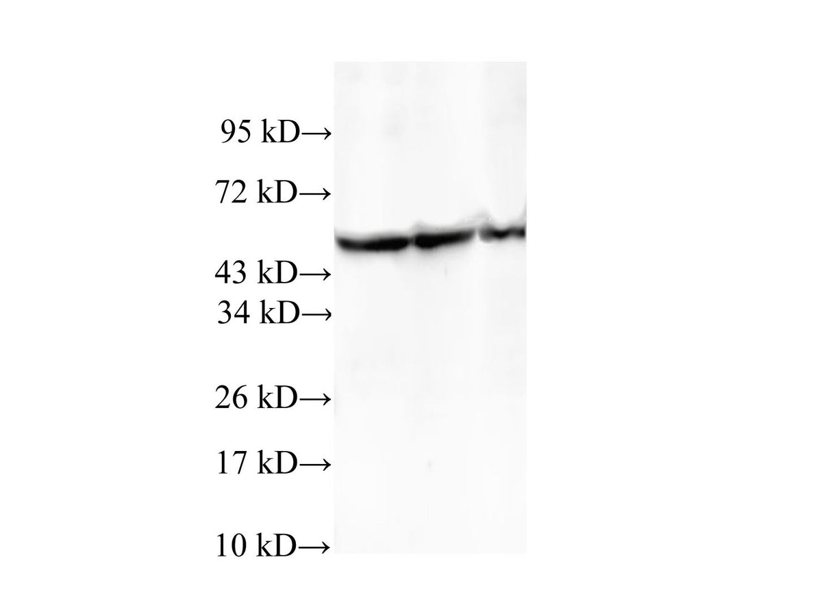 TCP1 Polyclonal Antibody Reactivity Human