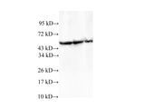 TCP1 Polyclonal Antibody Reactivity Human