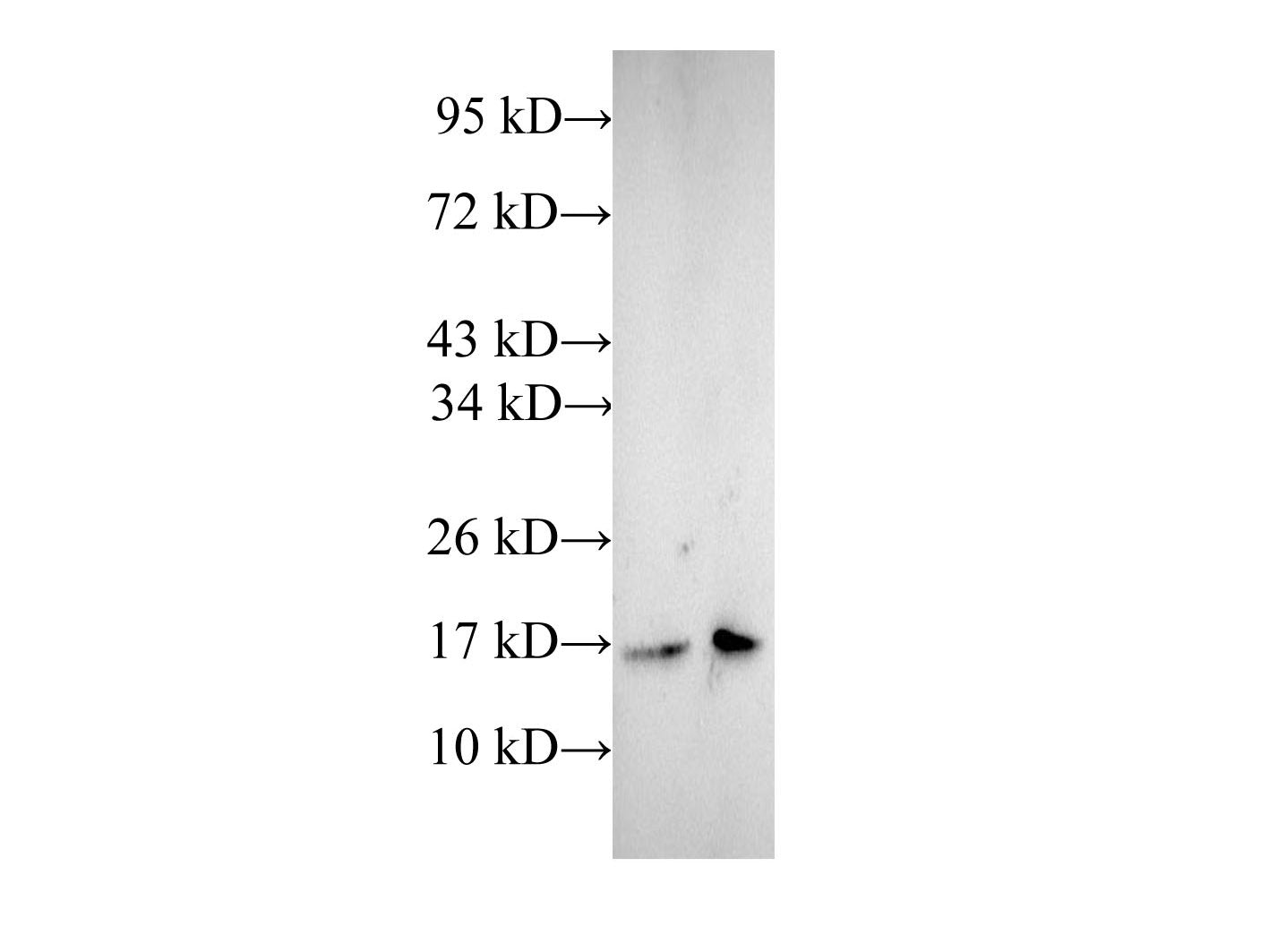 CFL1 Polyclonal Antibody Reactivity Human