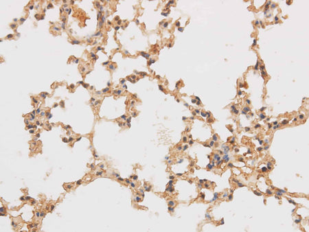 SF3A3 Polyclonal Antibody Reactivity Rat