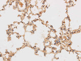 SF3A3 Polyclonal Antibody Reactivity Rat