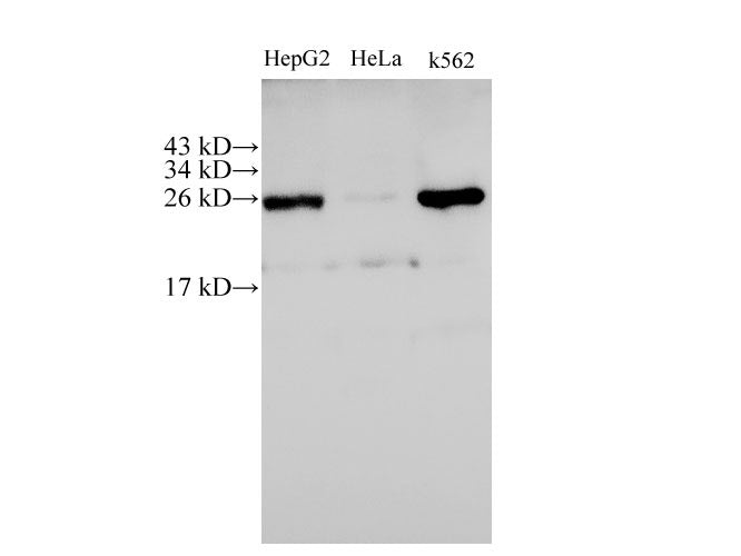 C21orf33 Polyclonal Antibody