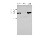 C21orf33 Polyclonal Antibody