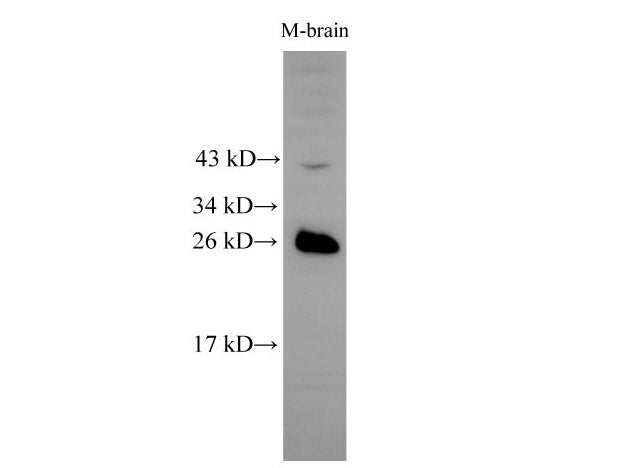RAB5B Polyclonal Antibody Host Rabbit