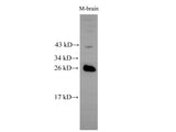 RAB5B Polyclonal Antibody Host Rabbit