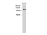 MCM3 Polyclonal Antibody Reactivity Human