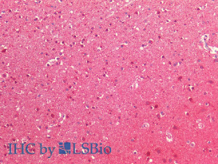 NEDD8 Polyclonal Antibody Host Rabbit
