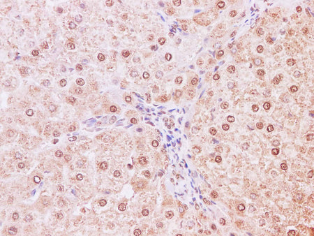 NEDD8 Polyclonal Antibody Host Rabbit