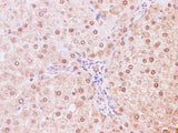 NEDD8 Polyclonal Antibody Host Rabbit